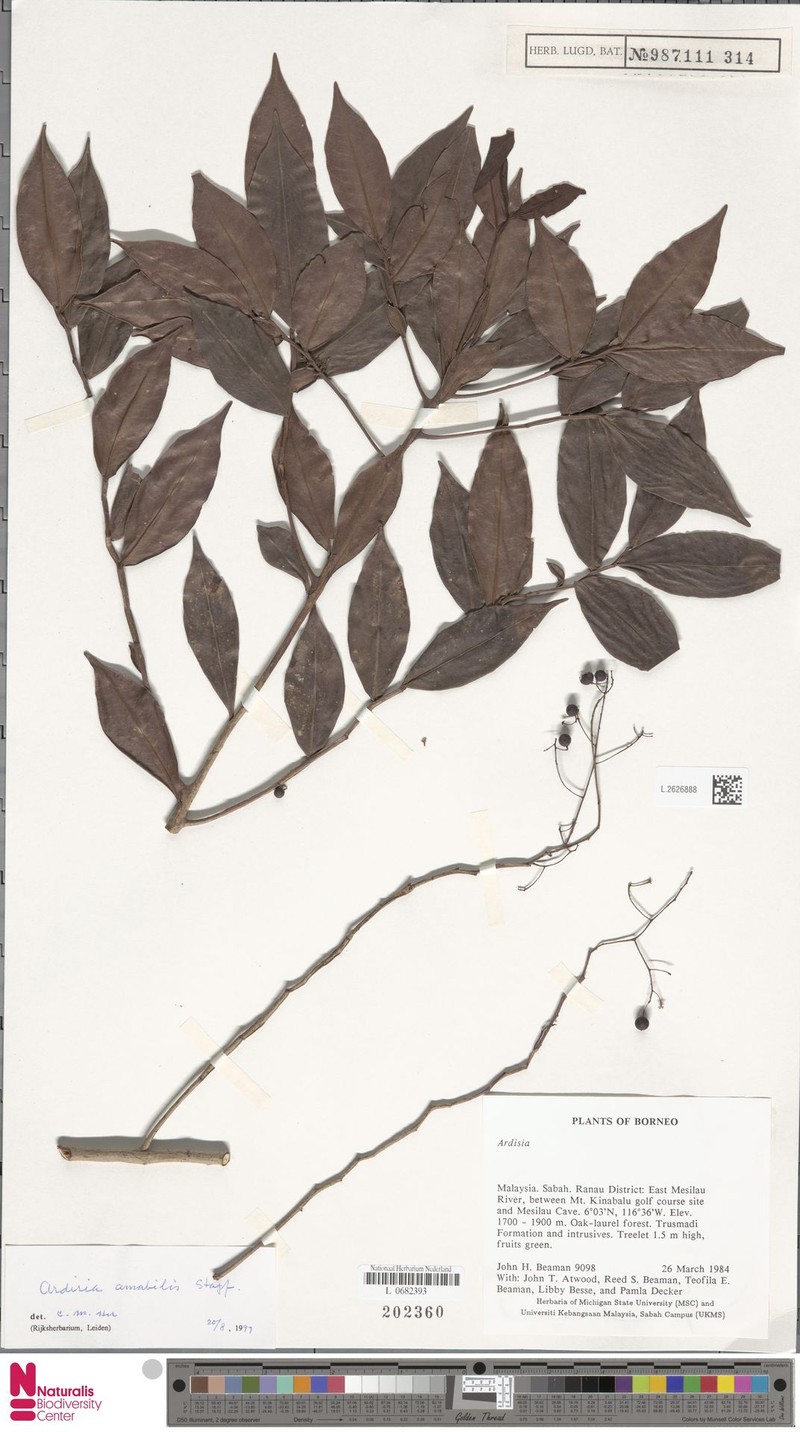 Ardisia amabilis photo 5