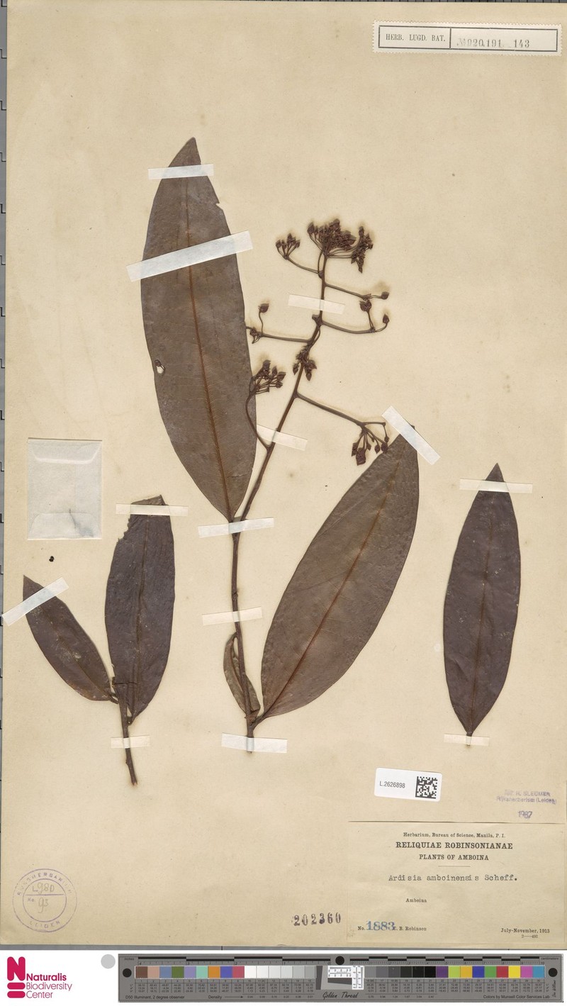Ardisia amboinensis