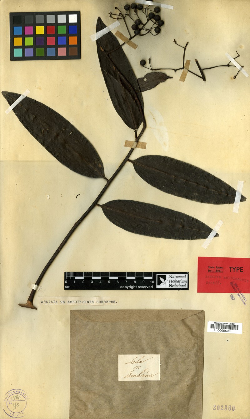 Ardisia amboinensis photo 2