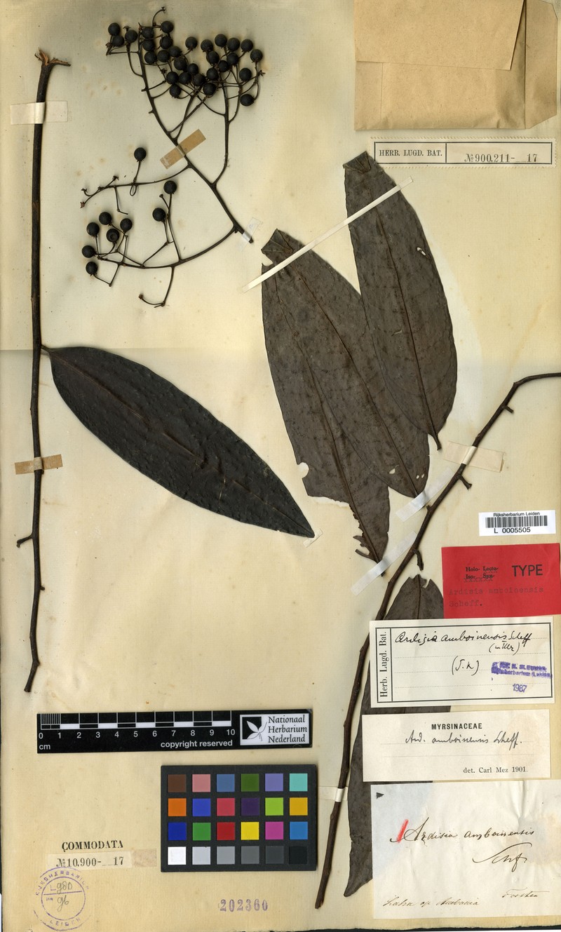 Ardisia amboinensis photo 3