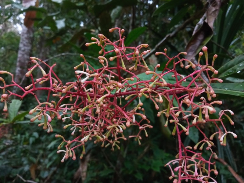 Ardisia anaclasta