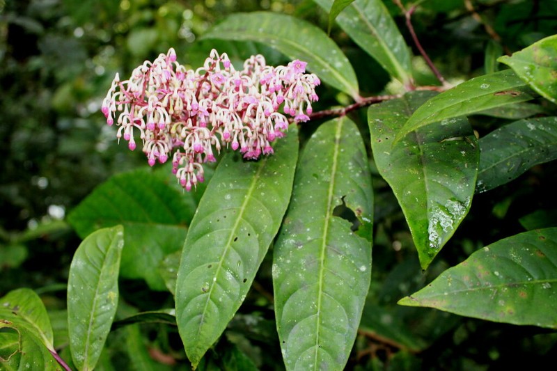 Ardisia anaclasta photo 2