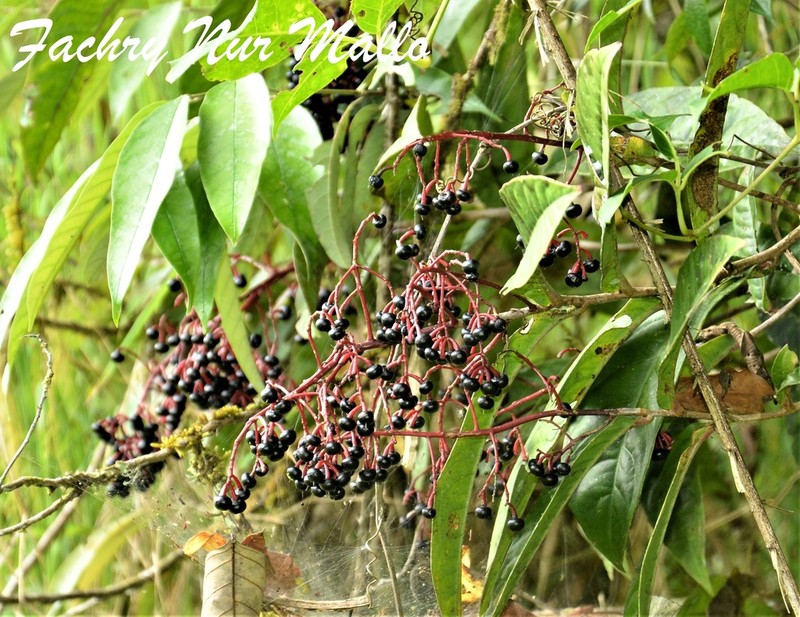 Ardisia anaclasta photo 3