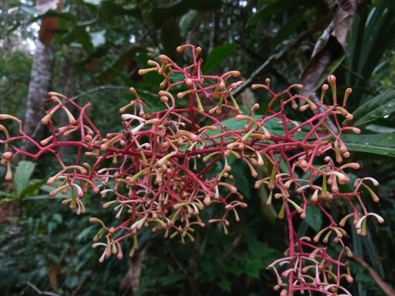 Ardisia anaclasta photo 6