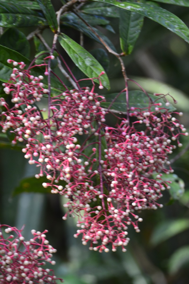 Ardisia anaclasta photo 7