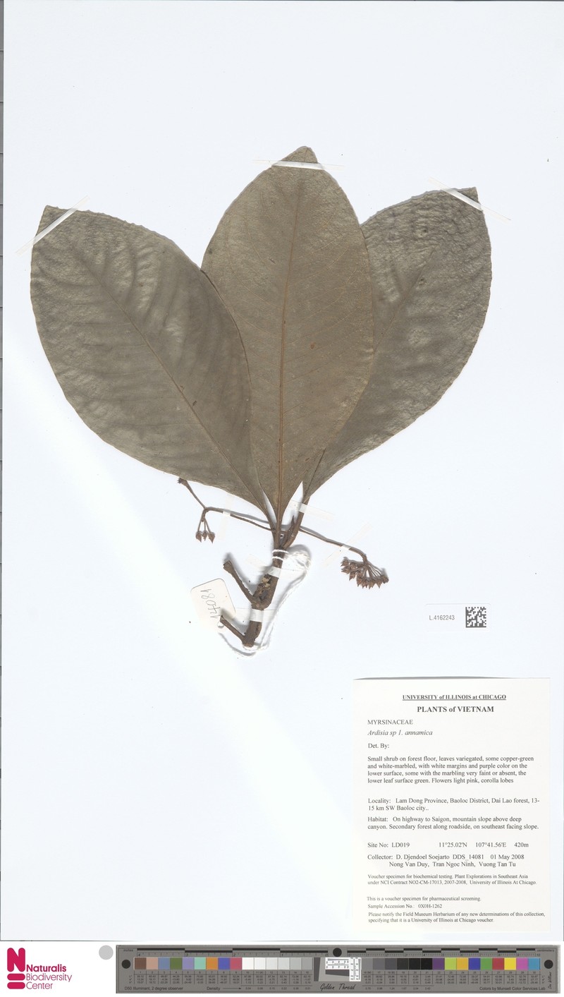 Ardisia andamanica