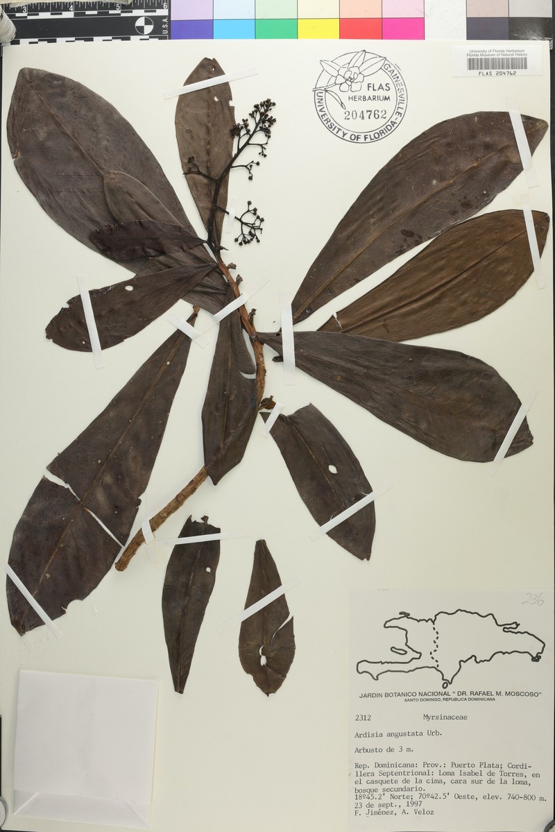 Ardisia angustata