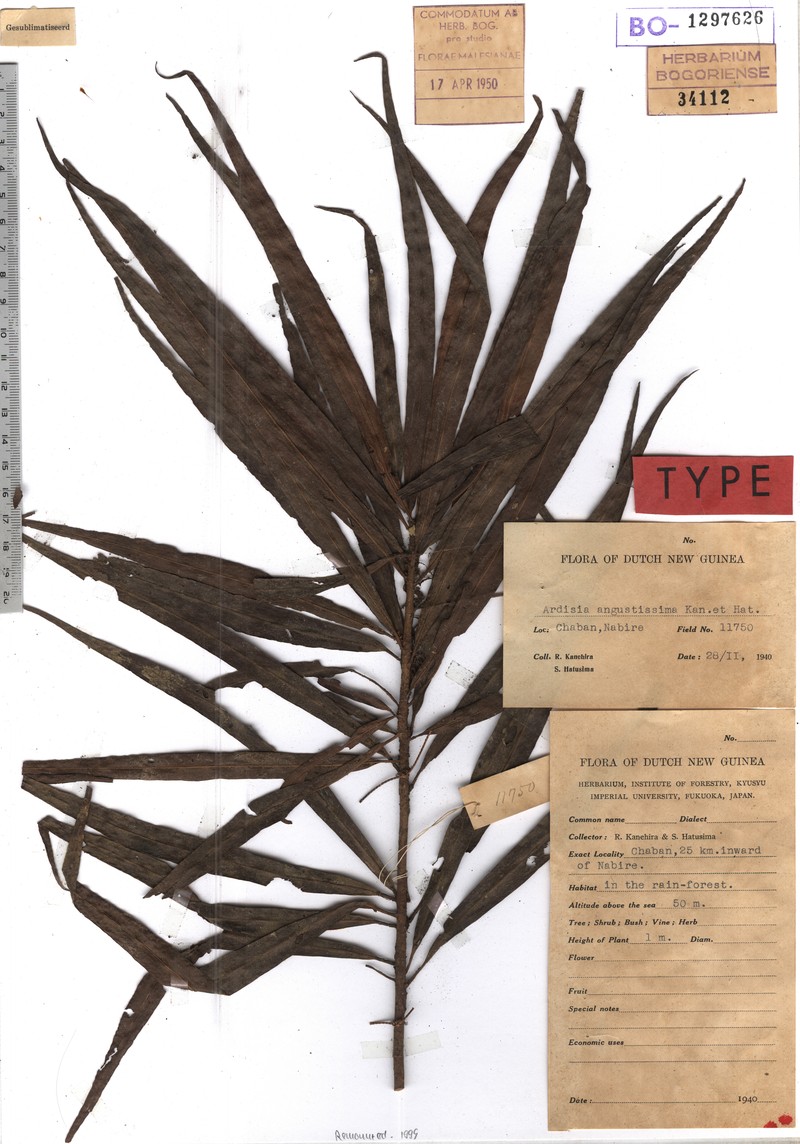 Ardisia angustissima