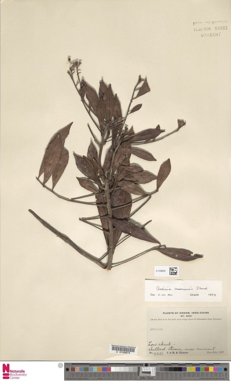 Ardisia annamensis