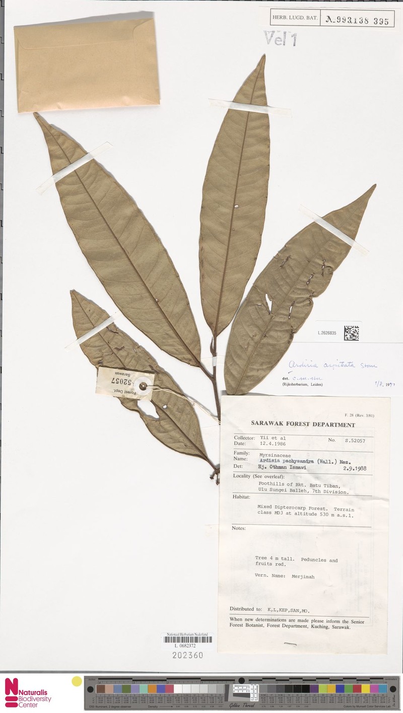 Ardisia apsidata