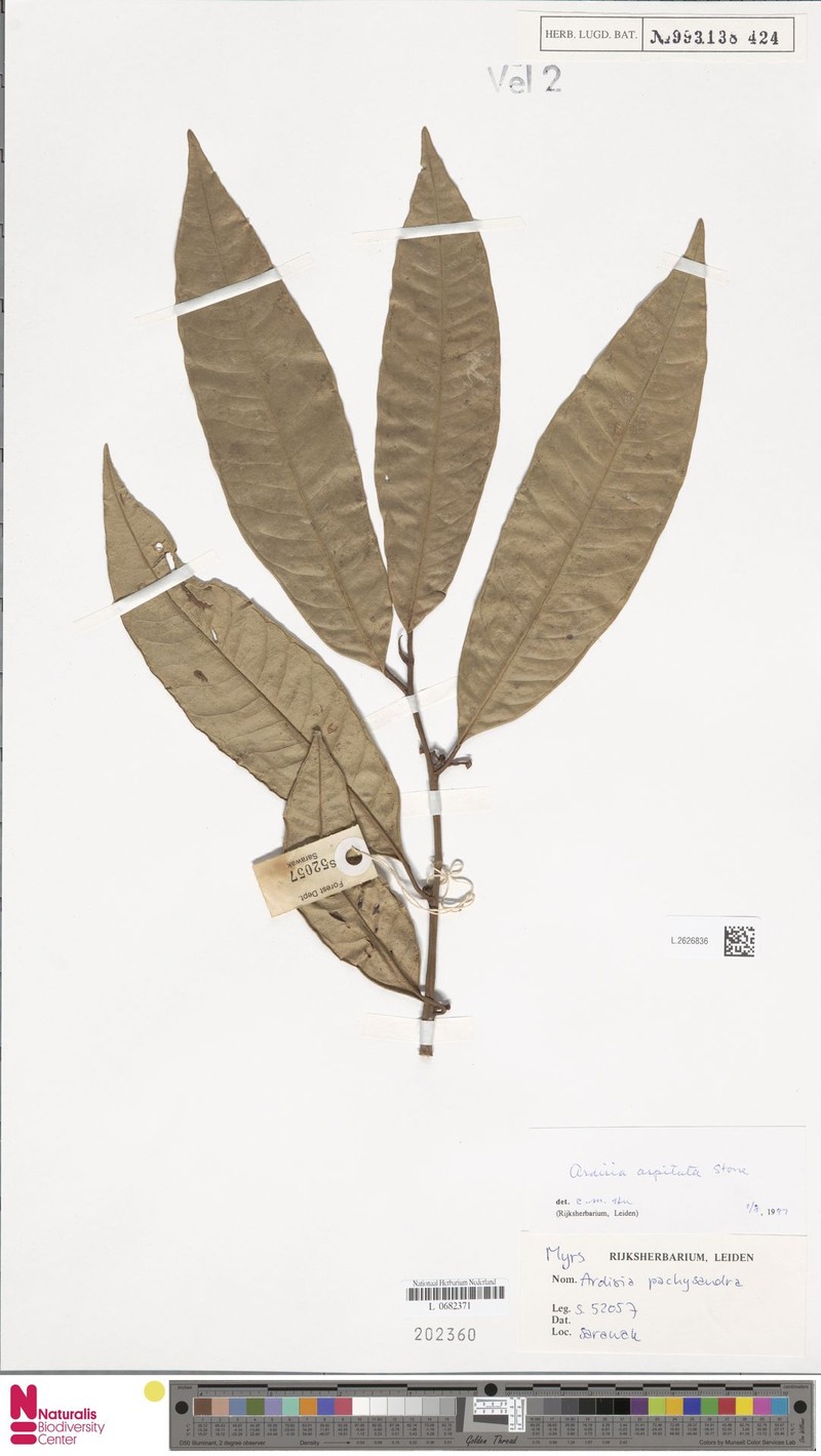 Ardisia apsidata photo 2