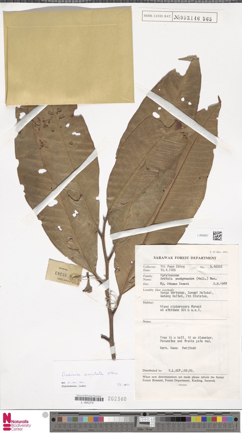 Ardisia apsidata photo 3