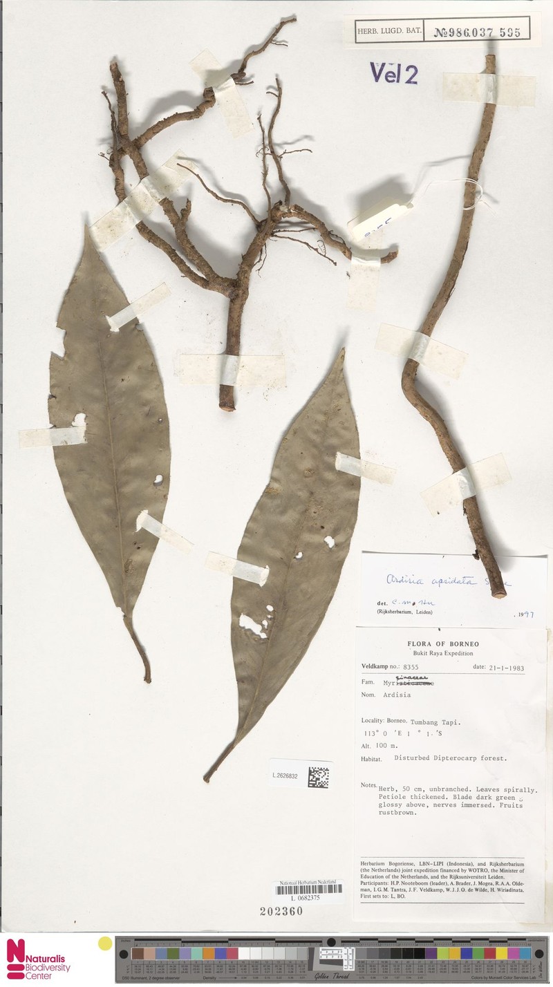 Ardisia apsidata photo 4