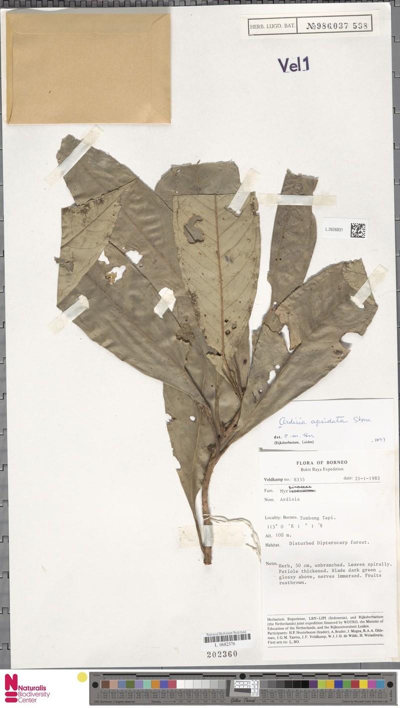 Ardisia apsidata photo 5