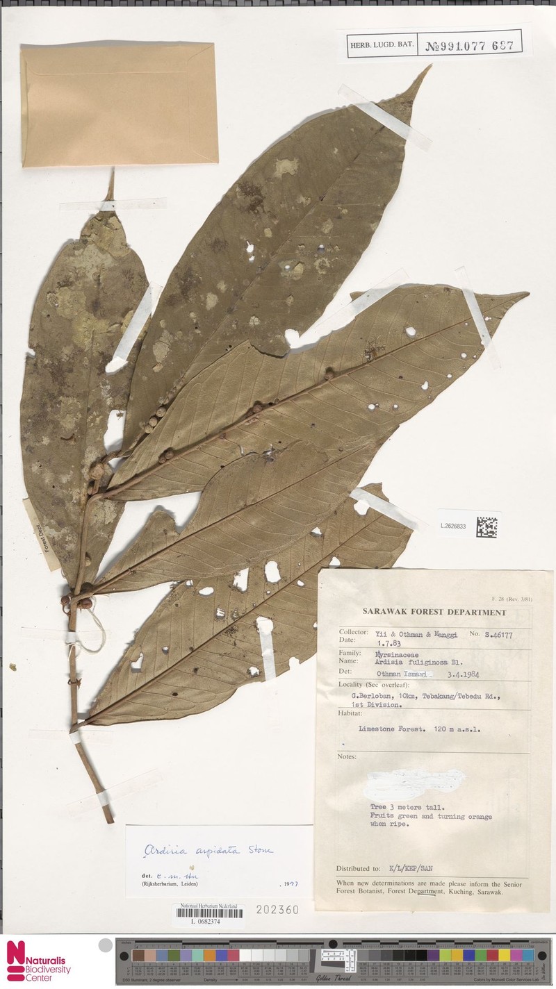 Ardisia apsidata photo 6