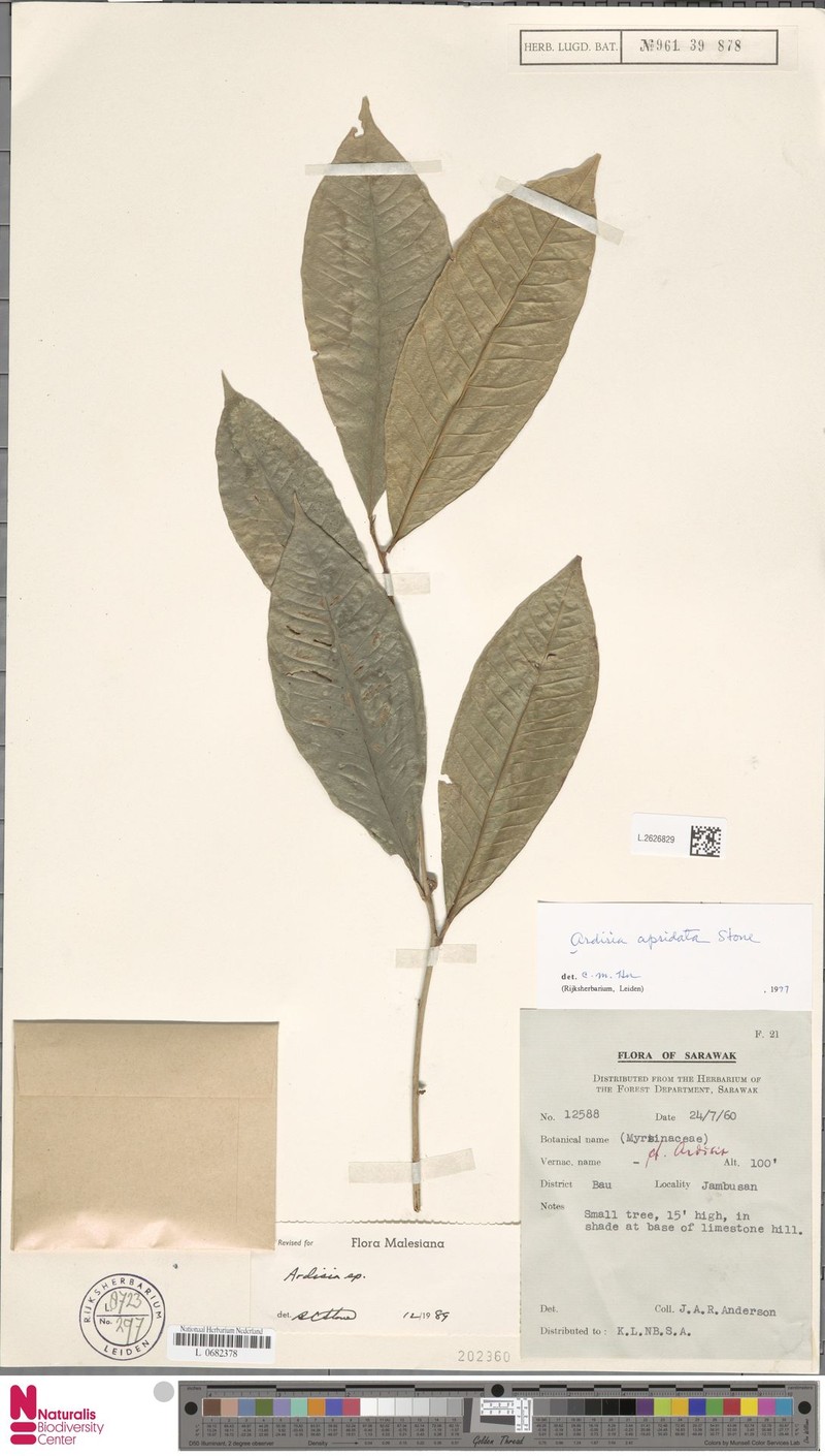 Ardisia apsidata photo 7