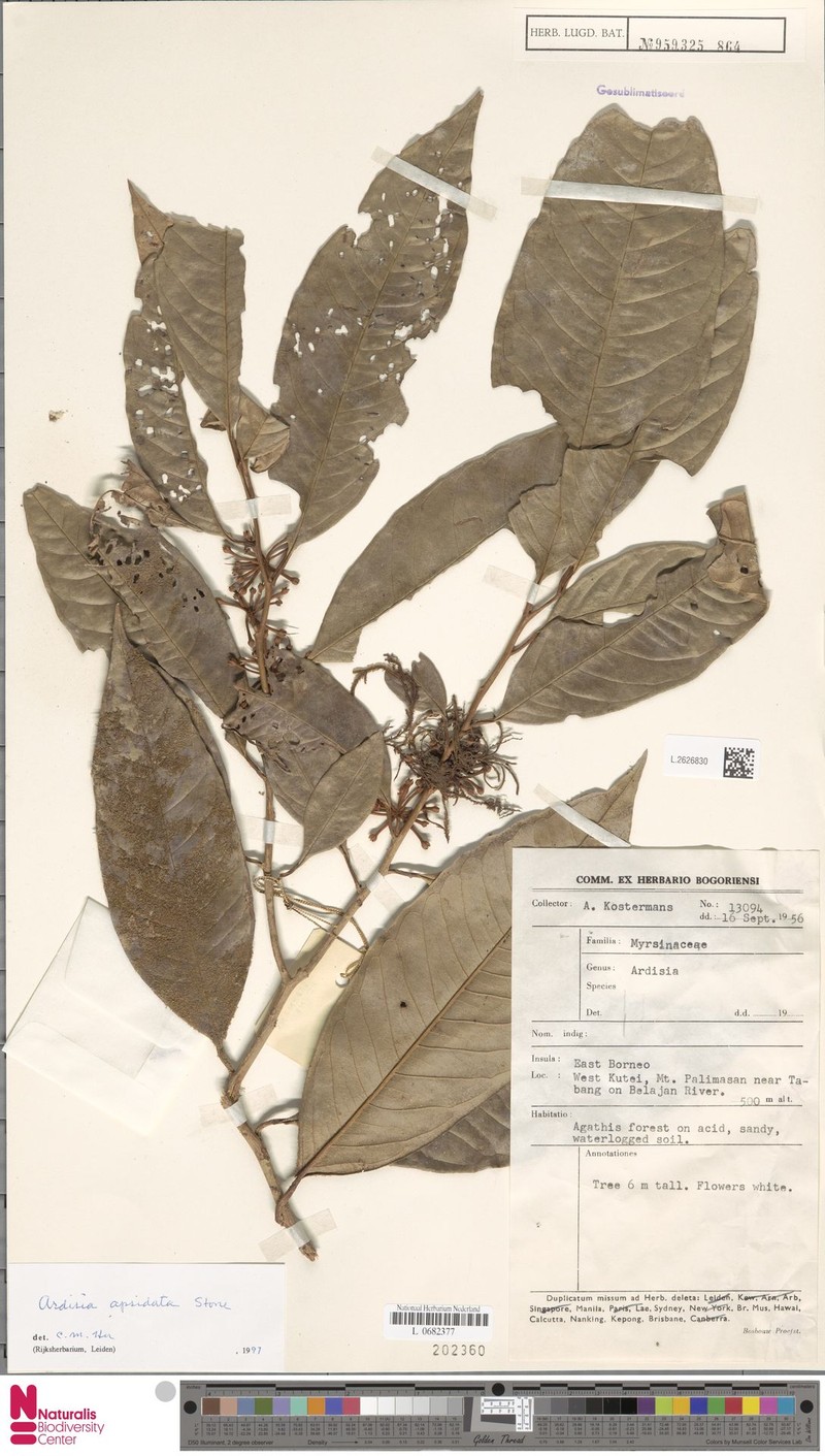 Ardisia apsidata photo 8