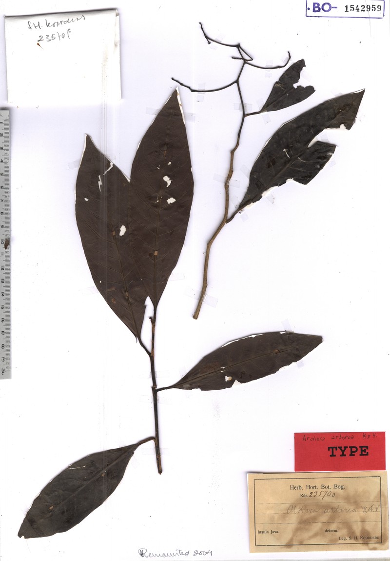 Ardisia arborea