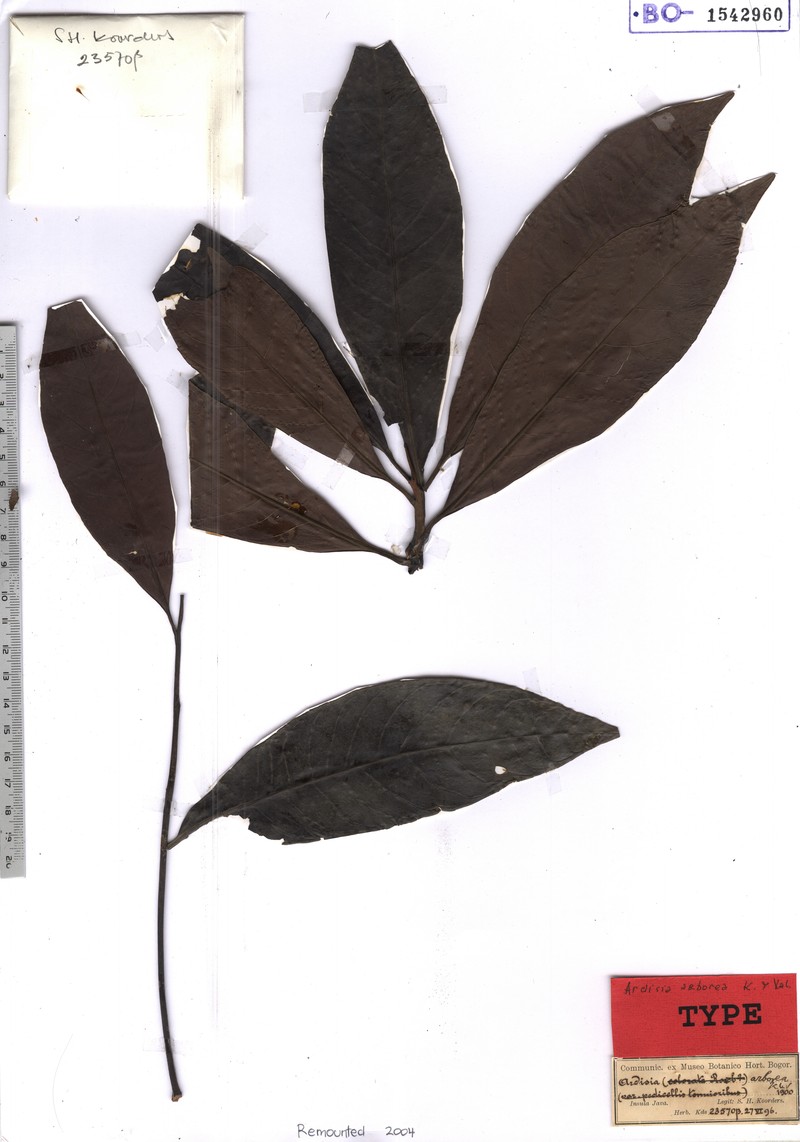 Ardisia arborea photo 2