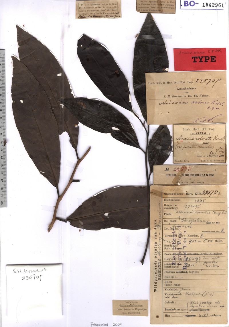 Ardisia arborea photo 3