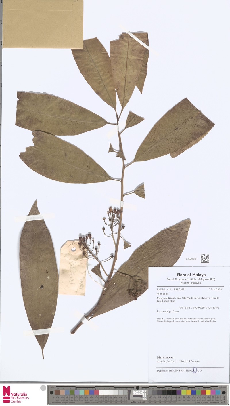 Ardisia arborea photo 4