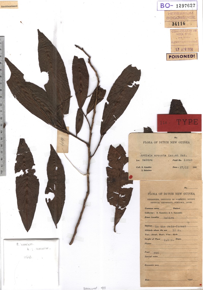 Ardisia arcuata