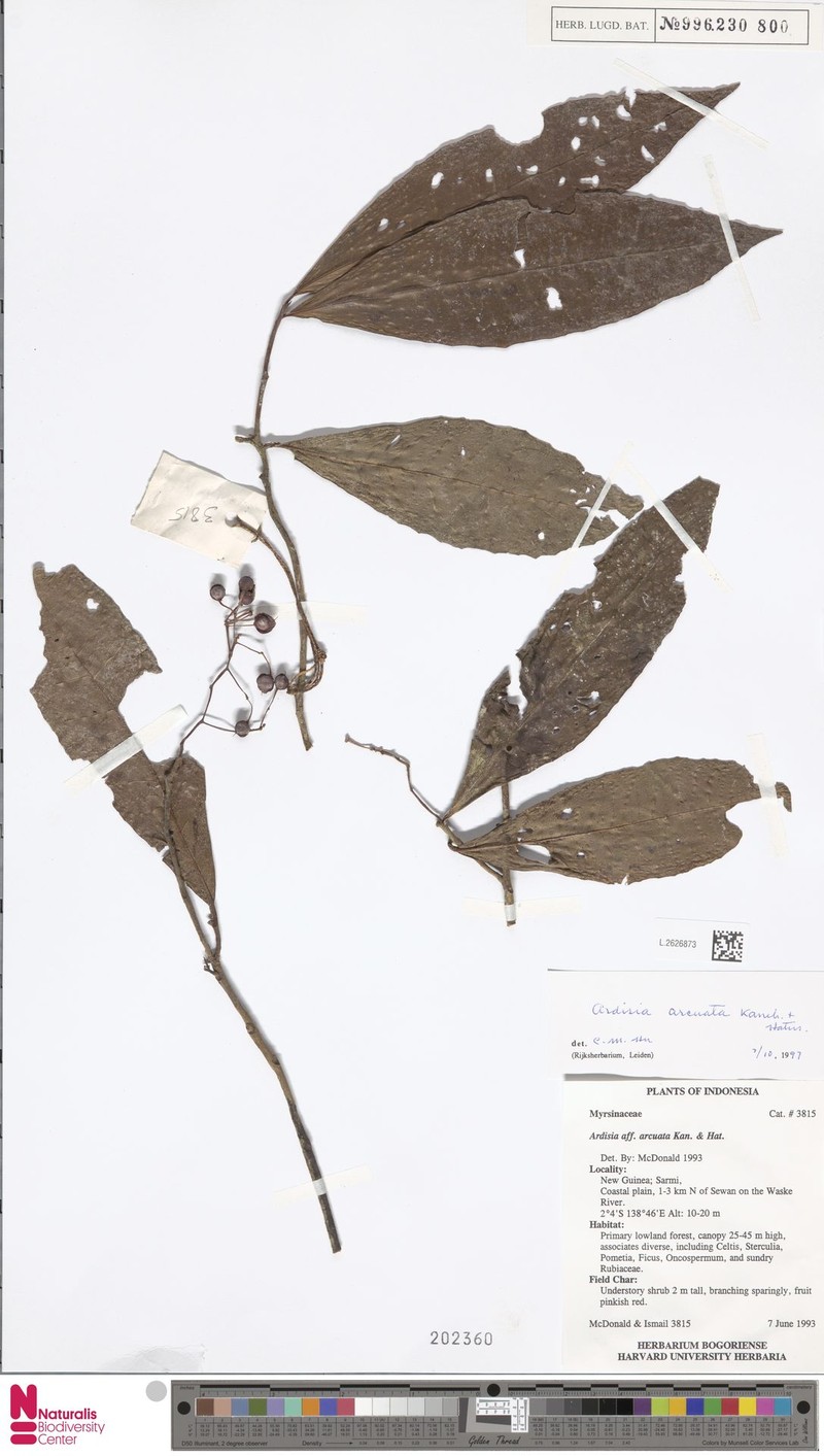 Ardisia arcuata photo 2