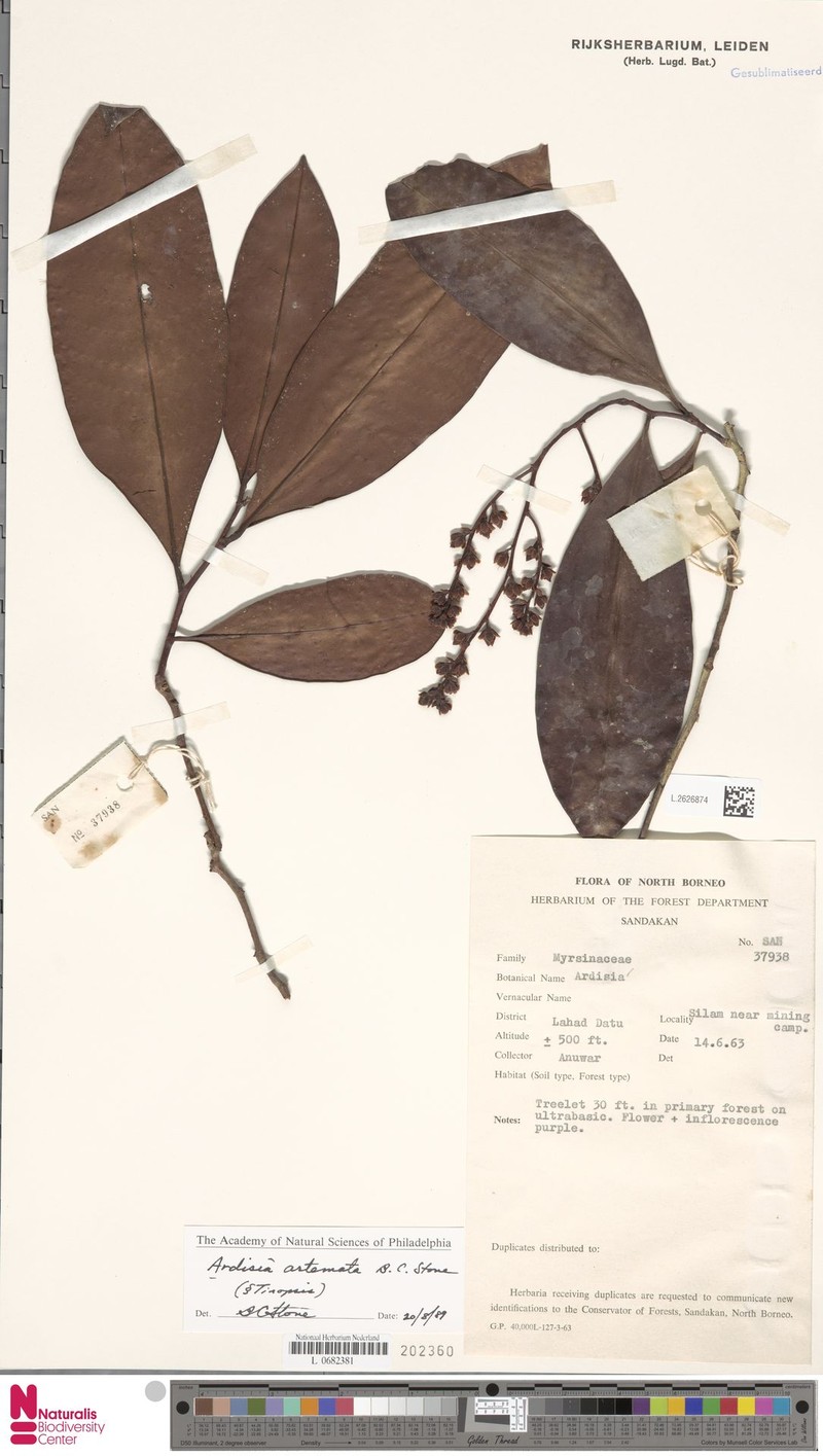 Ardisia artemata