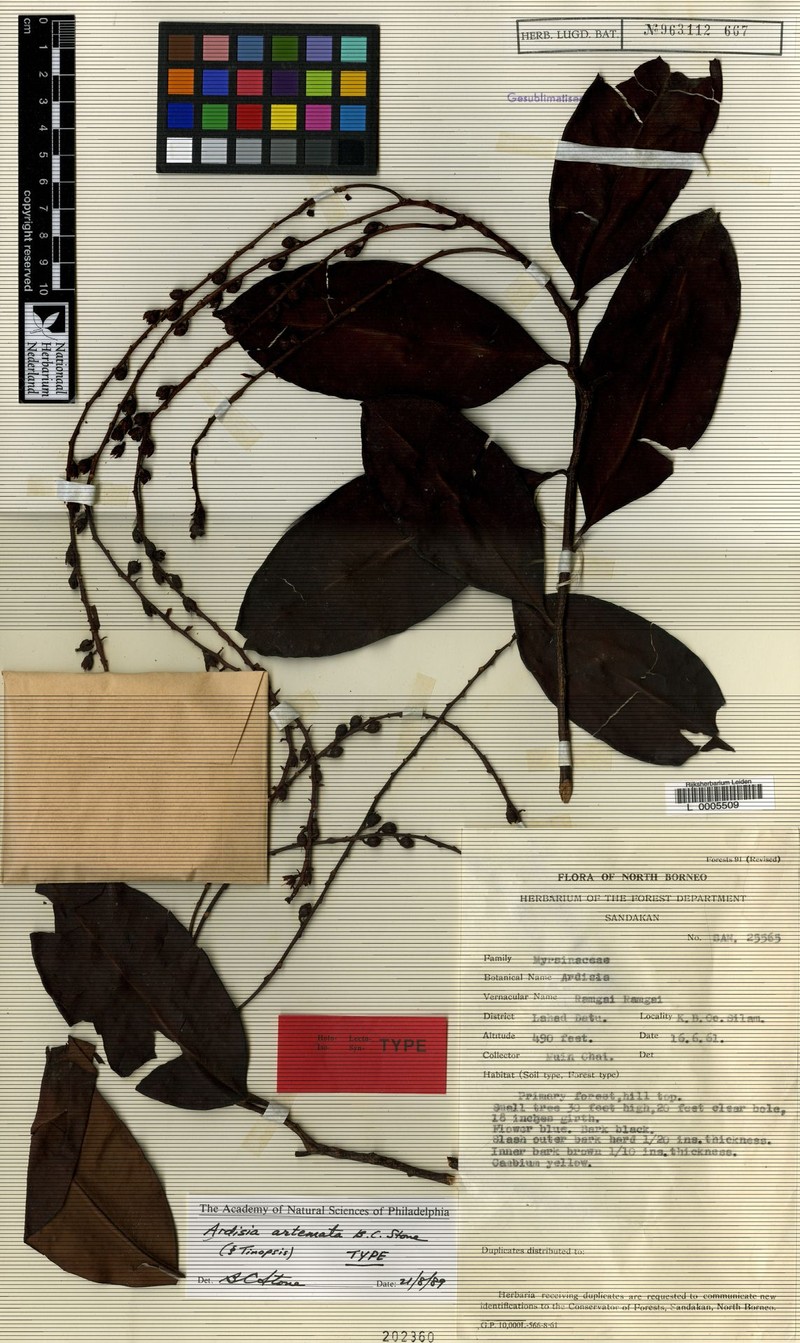 Ardisia artemata photo 2