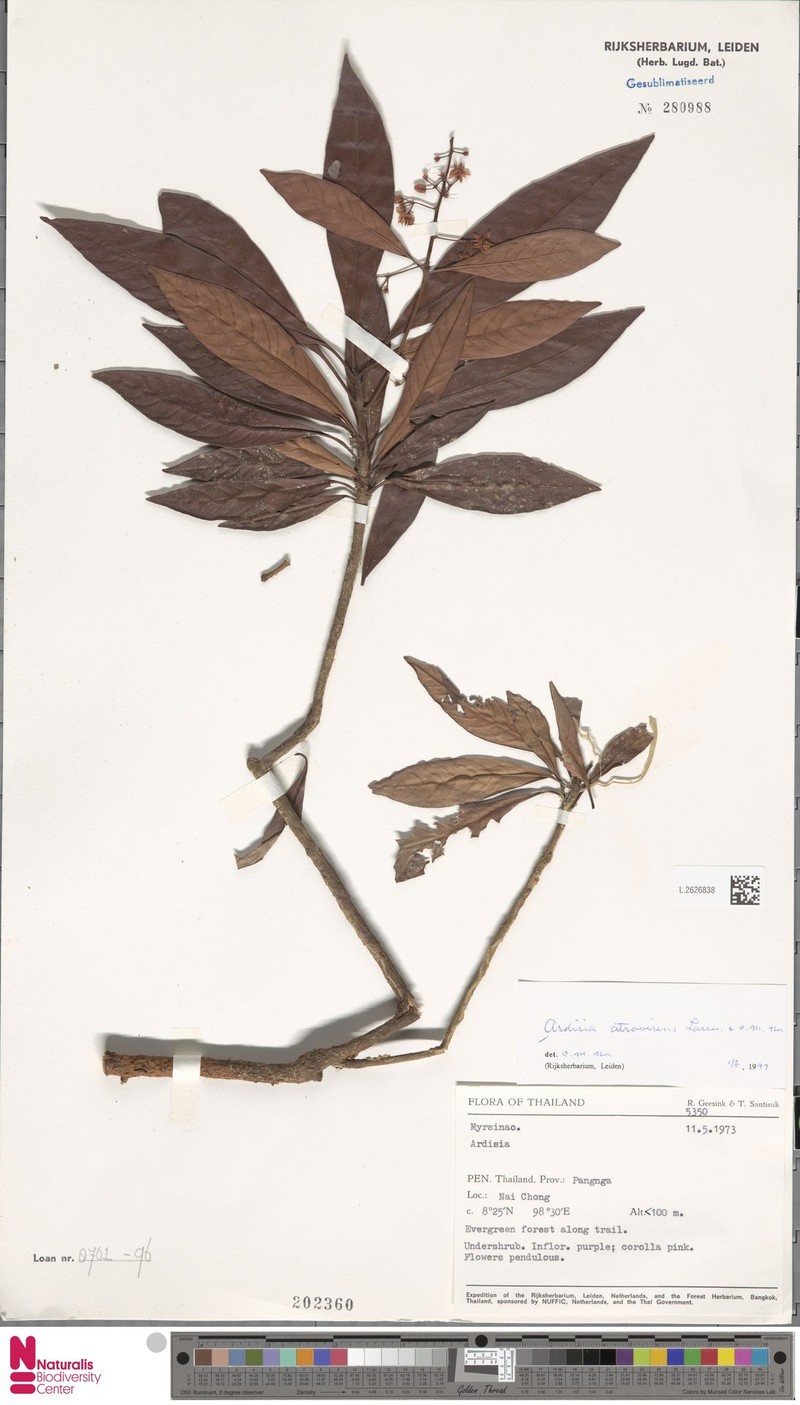 Ardisia atrovirens