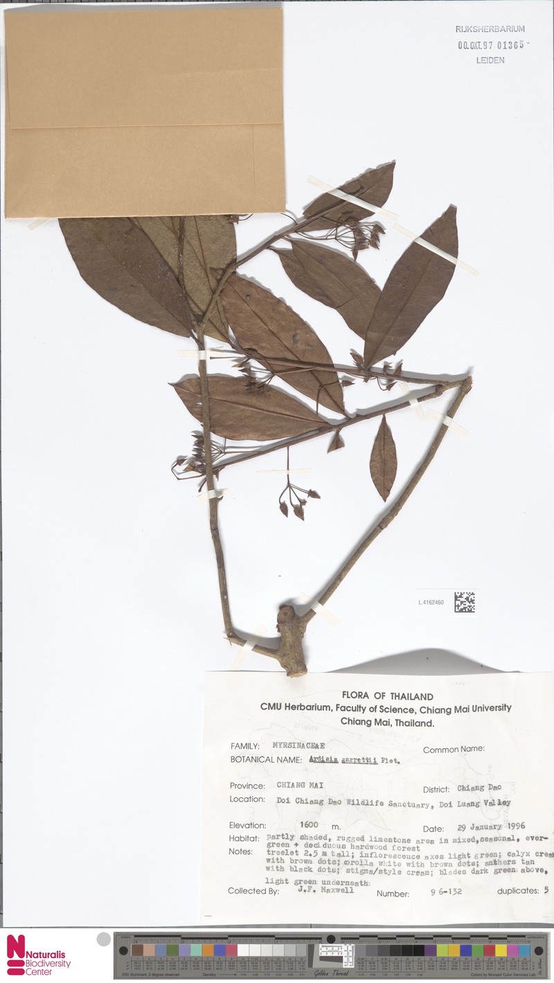 Ardisia attenuata