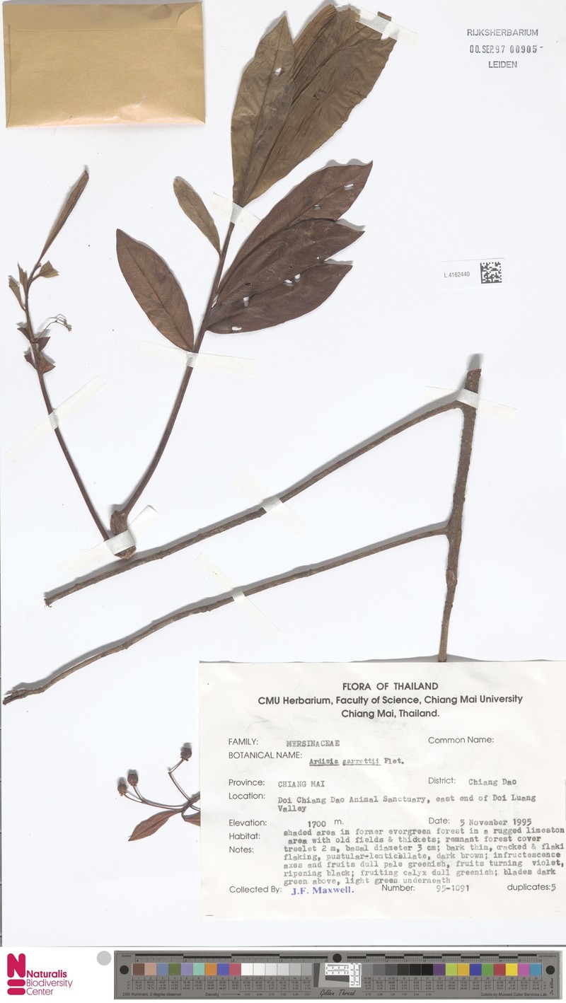 Ardisia attenuata photo 2