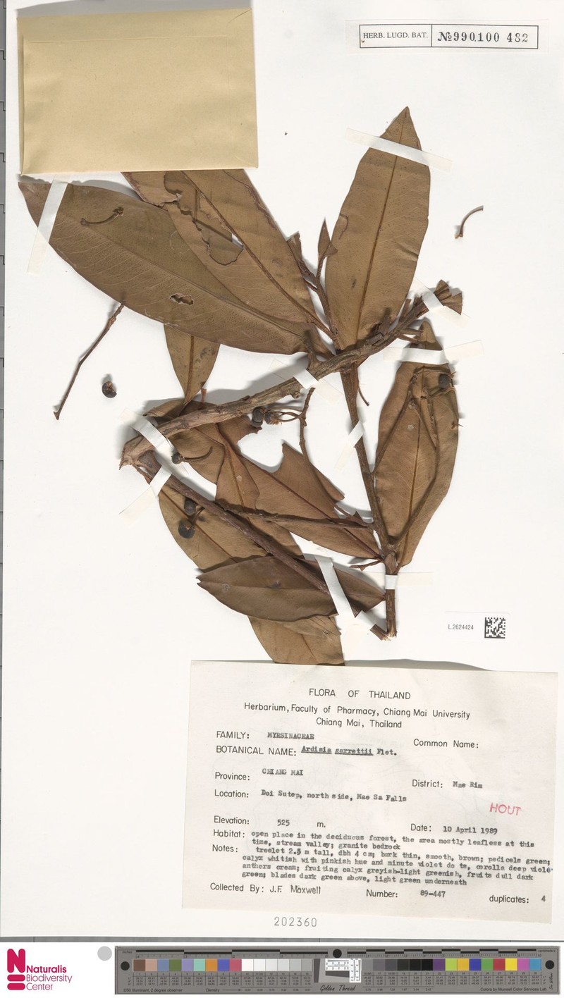 Ardisia attenuata photo 3