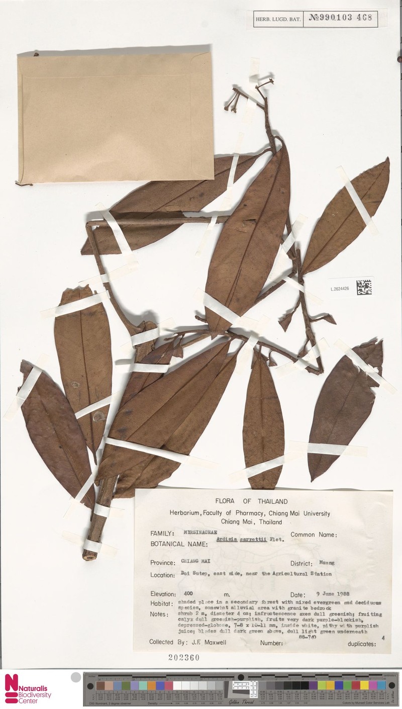 Ardisia attenuata photo 4
