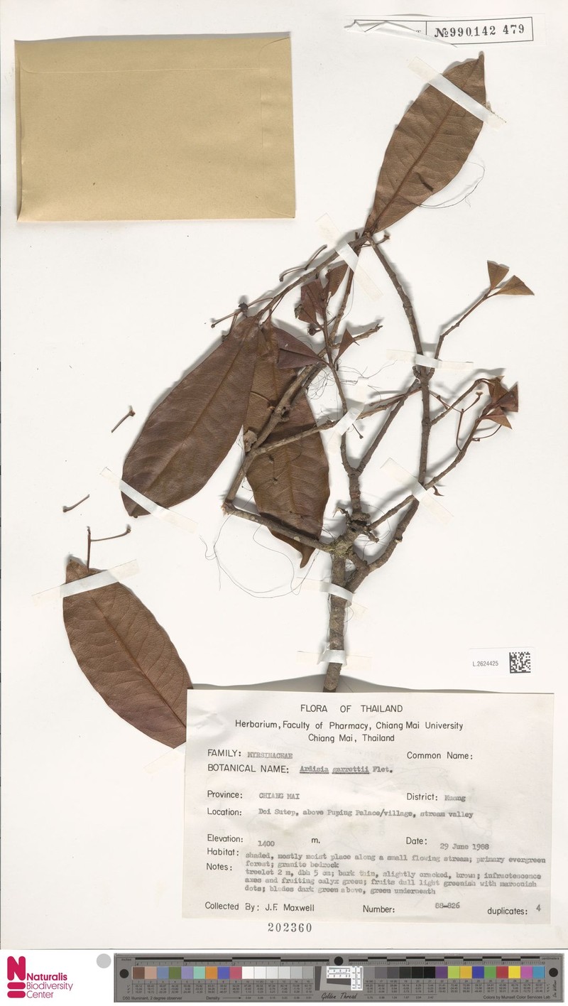 Ardisia attenuata photo 5