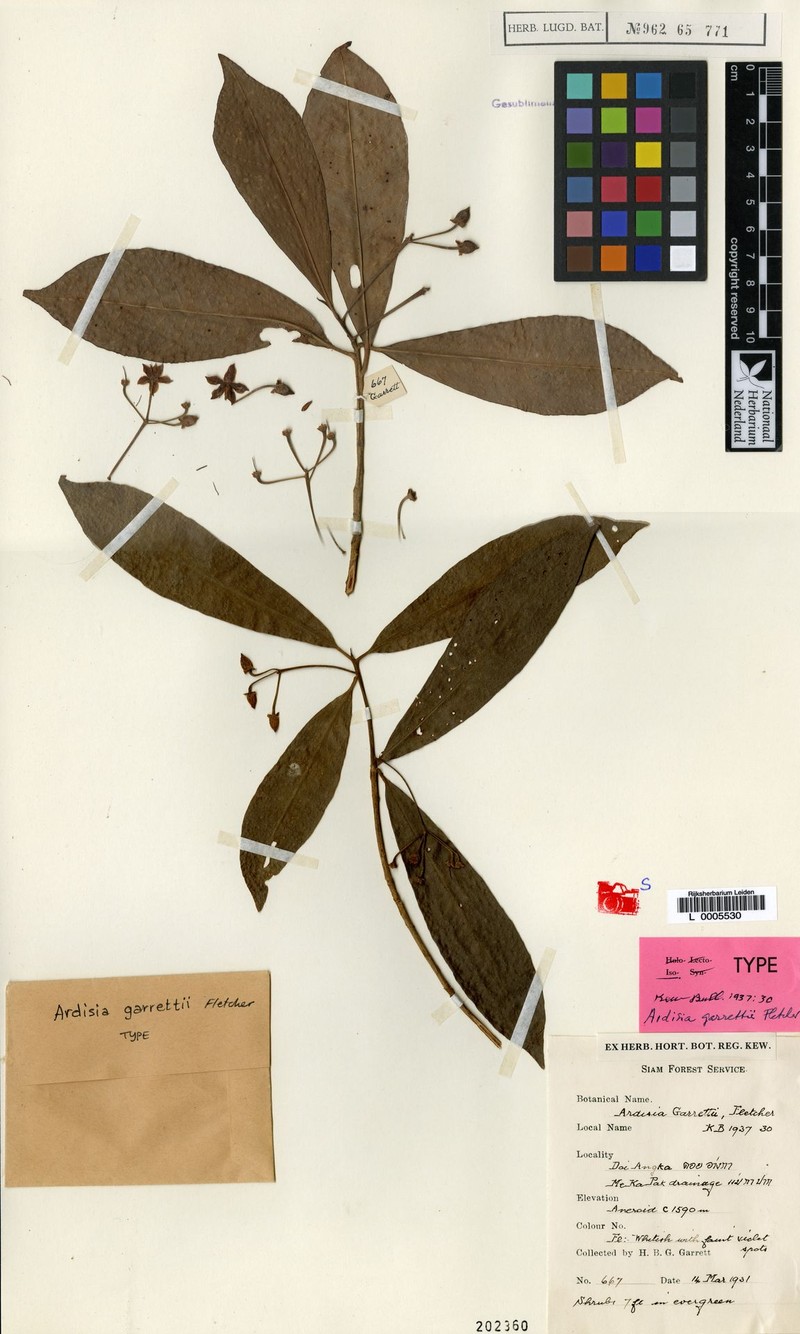 Ardisia attenuata photo 6