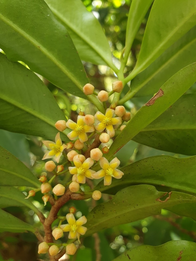 Ardisia bakeri