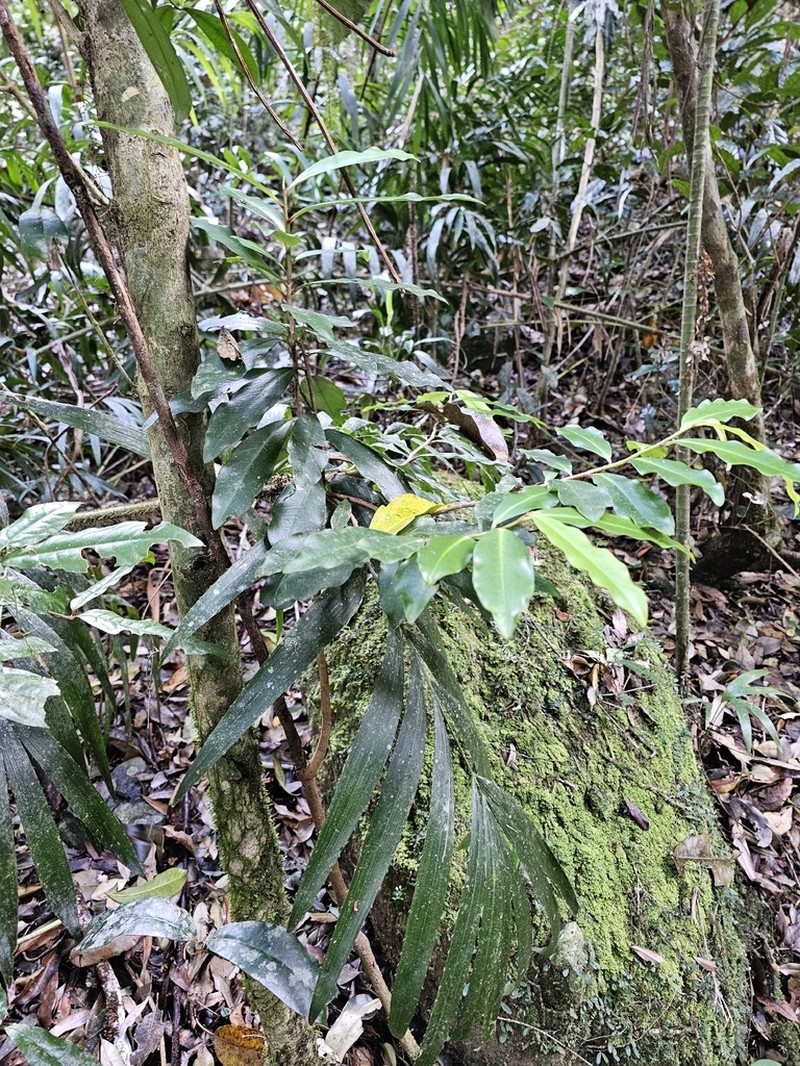 Ardisia bakeri photo 3