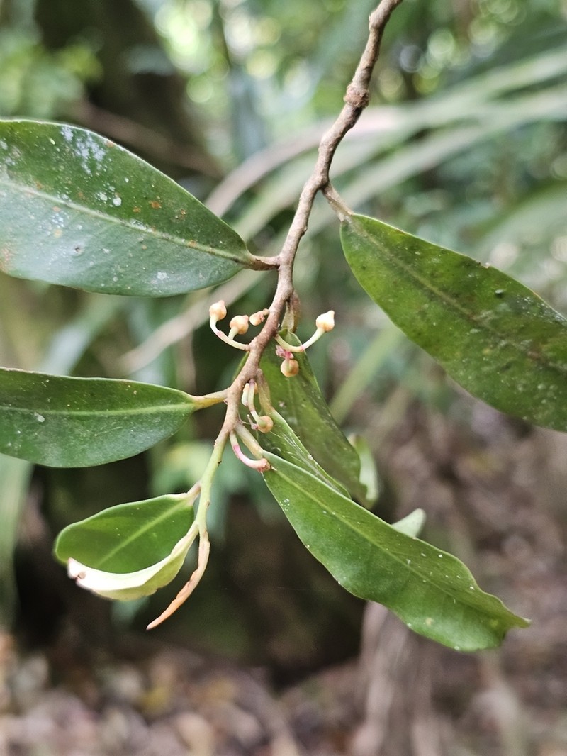 Ardisia bakeri photo 4