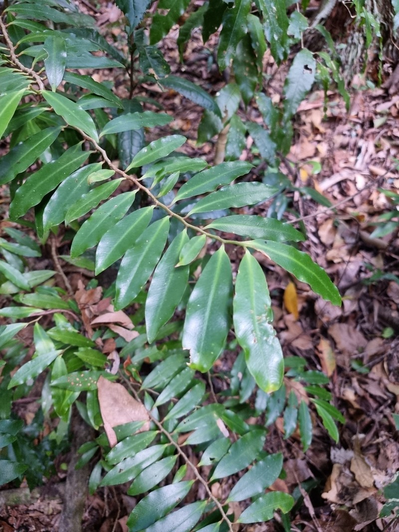 Ardisia bakeri photo 5