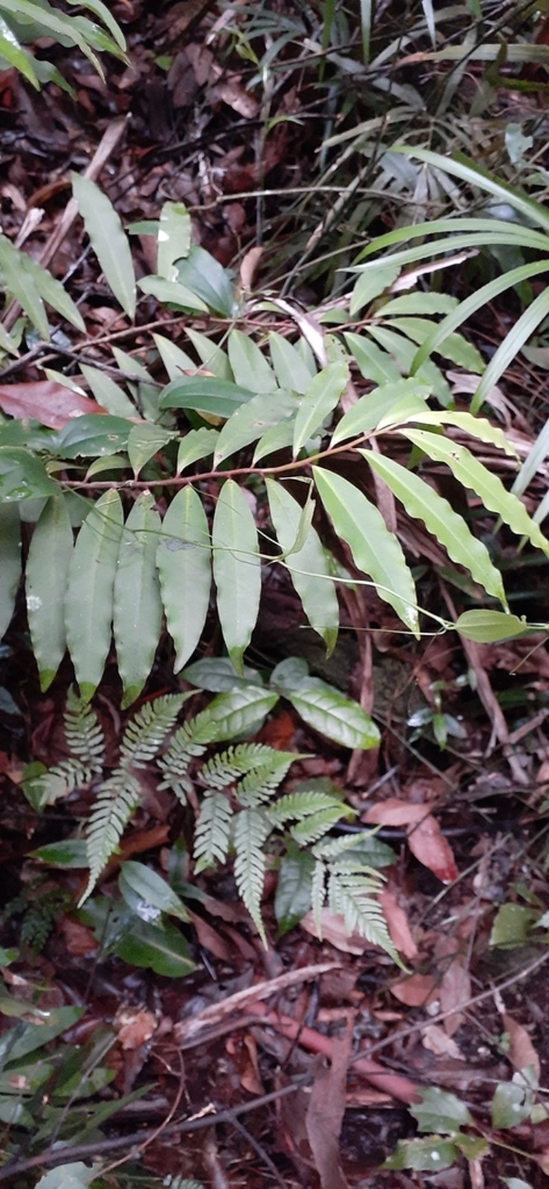 Ardisia bakeri photo 6