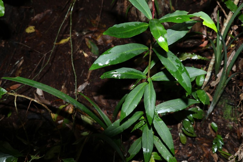 Ardisia bakeri photo 7