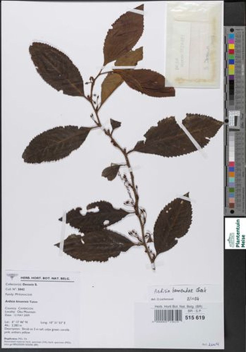 Ardisia bamendae