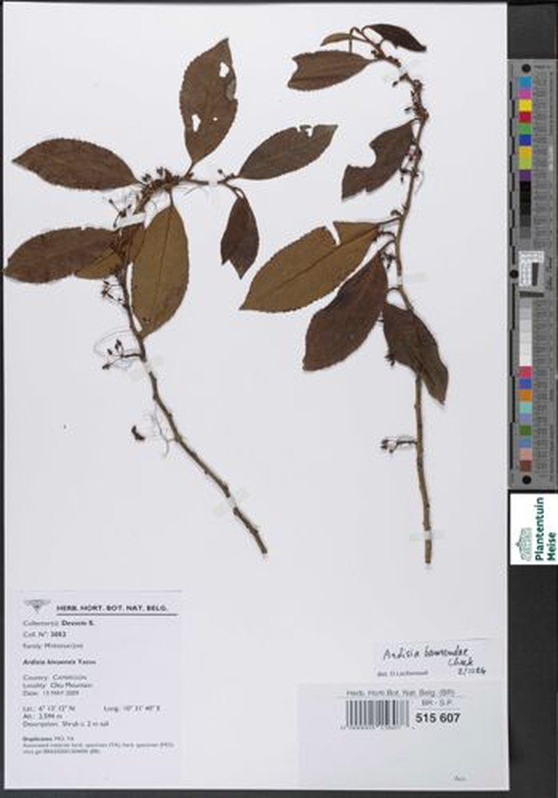 Ardisia bamendae photo 2