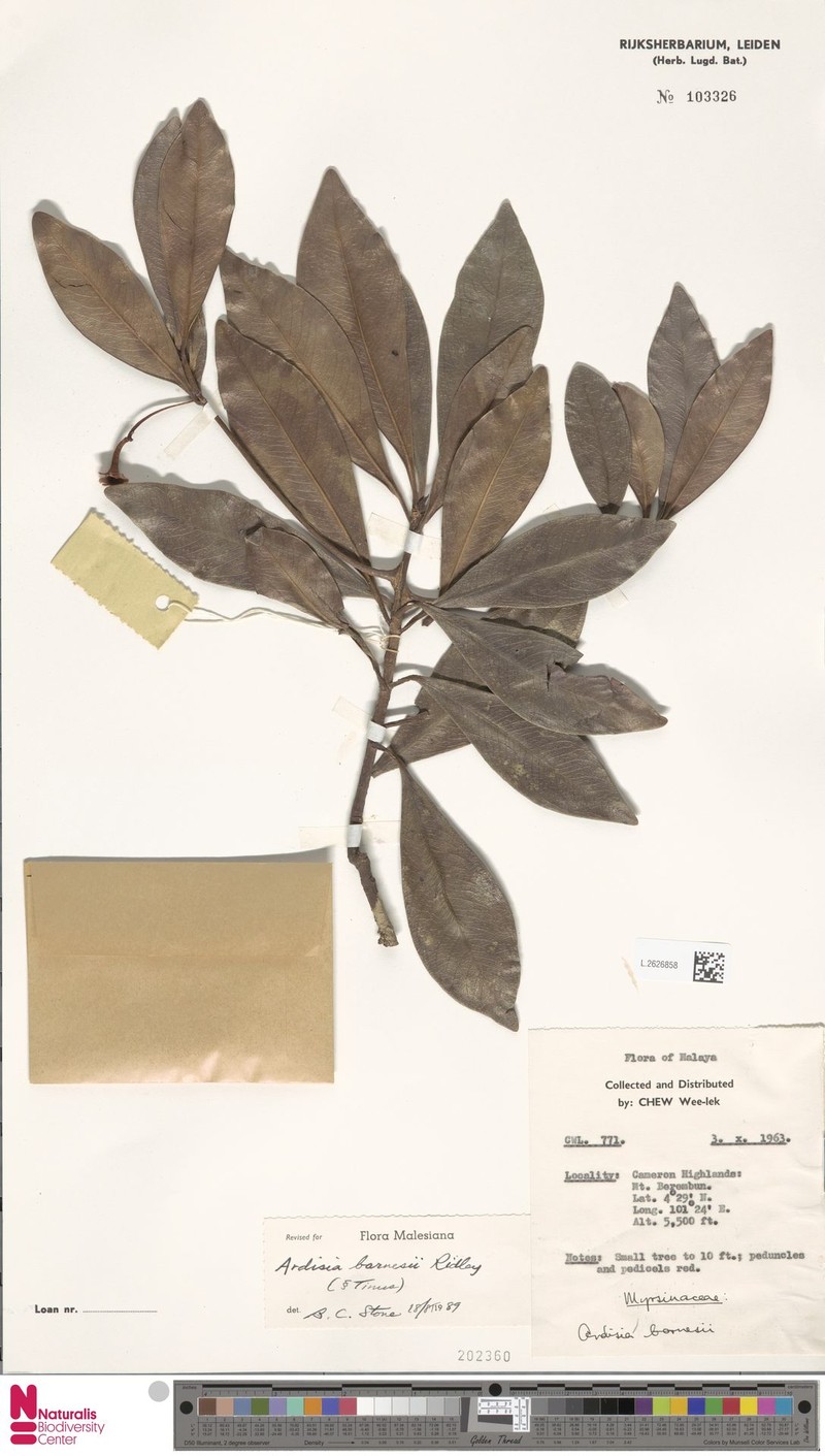 Ardisia barnesii