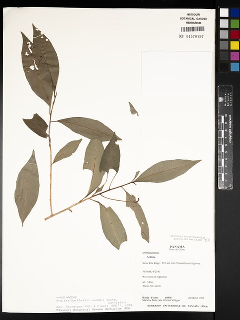 Ardisia bartletii subsp. bartletii