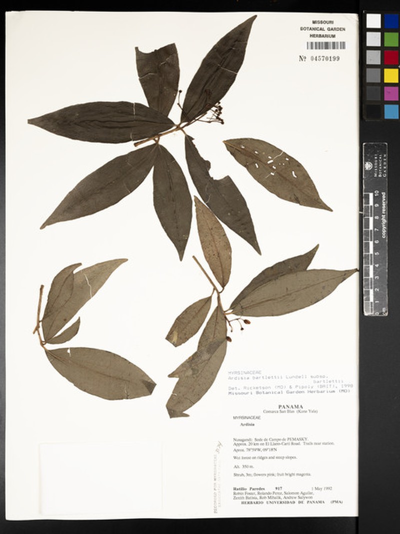 Ardisia bartletii subsp. bartletii photo 2