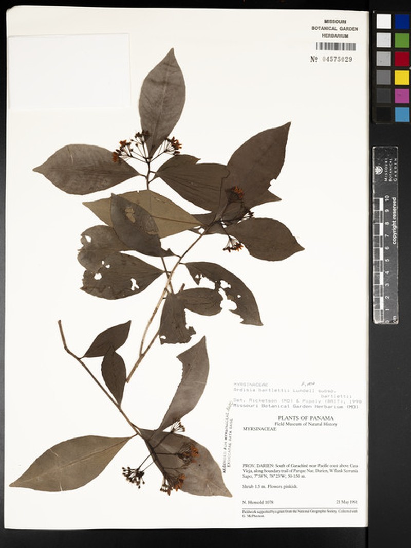 Ardisia bartletii subsp. bartletii photo 3