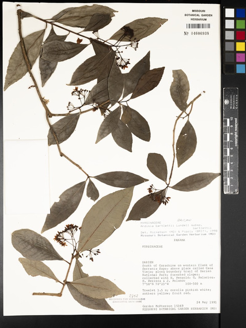 Ardisia bartletii subsp. bartletii photo 4