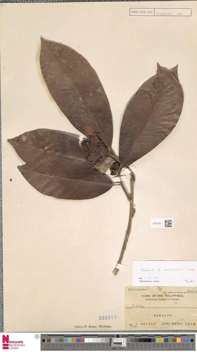Ardisia basilanensis